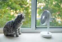 Cute Fluffy Cat Enjoying Air Flow From Portable Electricfan On The Windowsill On A Hot Summer Day
