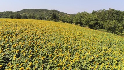 Poster - Champ de tournesols dans la Nièvre, vue aérienne en rase-motte, Bourgogne