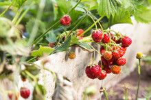 Ripe Red Strawberry Berries Bunch On Plant Outdoors In Garden In Sunlight Close Up. Organic Gardening
