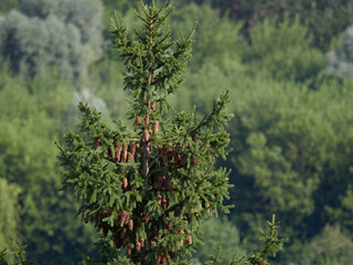 Wall Mural - beautiful blooming red pine cones on the branches of a blue spruce against the blue sky in spring