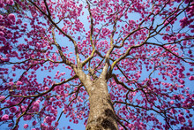 Pink Ipê Tree ( Handroanthus Heptaphyllus ), Flowering Tree With Its High Contrast Pink Flowers Against A Blue Sky Background Viewed From Below With Highlighted Trunk