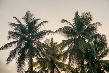 Wall Mural - Coconut palm tree against blue sky and sunlight in summer	
