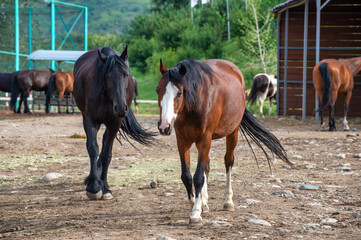 two horses on the farm