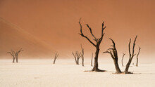 Dead Camelthorn Trees Against Towering Sand Dunes At Deadvlei In The Namib-Naukluft National Park, Namibia.