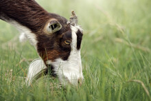 A Close-up Portrait Of A Dark Brown Goat Eating Grass