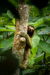 Brown-throated sloth - Bradypus variegatus species of three-toed sloth found in the Neotropical realm of Central and South America, mammal found in the forests of South and Central America