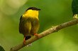 Golden-collared manakin - Manacus vitellinus black and yellow bird in family Pipridae, found in Colombia and Panama in subtropical or tropical moist lowland forest and degraded former forest