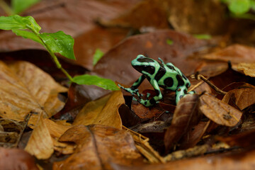 Dendrobates auratus - Green and black poison dart frog also green-and-black poison arrow frog and green poison frog, bright mint-green coloration, highly toxic animal