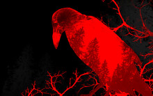 Collage Grunge Styled Red Toned Crow Photo With Forest And Branches Effect.