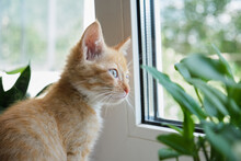 Cat On A White Window With A Plant And In Pots. The Kitten Sniffs House Plants. Dangers Of Domestic Plants For Pets