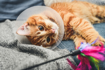  orange cat with veterinairy cone