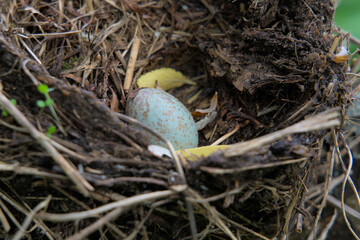 Wall Mural - A blue egg of a small bird in a nest.