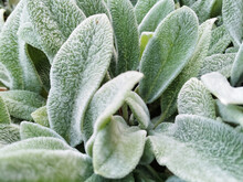 Closeup Of Lamb's-ear (Stachys Byzantina) Plant Leaves Under The Sunlight