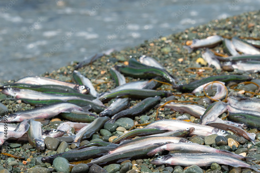 Photo Stock Small fresh female capelin fish or capelin smelt with green ...