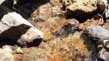 Water Flow In The Ditch With Small Rocks In The Forest
