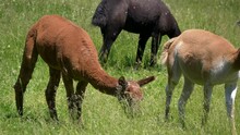 Young Cute Alpacas With Brown Skin Eating Grass On Grass Field In Sunlight, Medium Shot.alap
