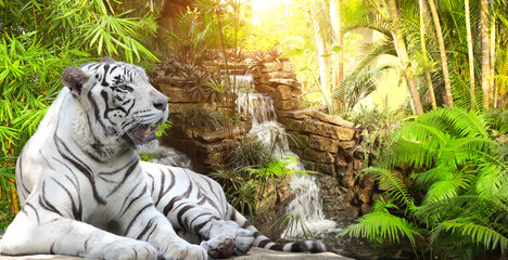 Wall Mural - Horizontal banner with waterfall and a lying white tiger