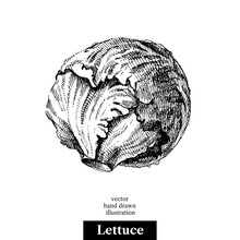 Hand Drawn Sketch Lettuce Vegetable. Vector Black And White Vintage Isolated Illustration