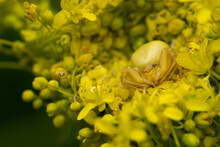 Goldenrod Crab Spider Lurking Between Yellow Flowers