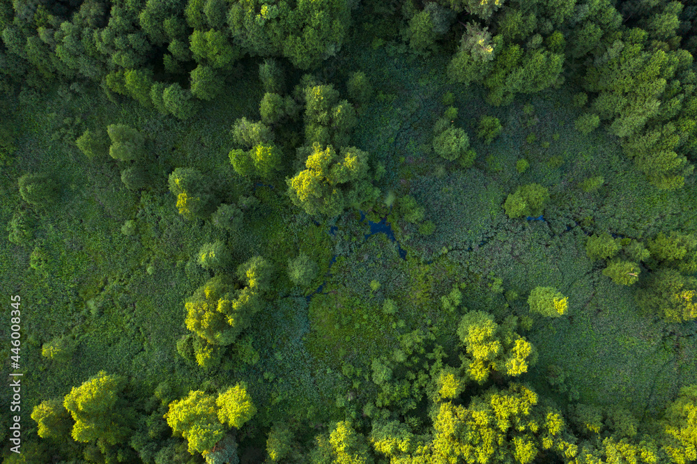 Wetlands in the summer forest. View from the drone. - obrazy, fototapety, plakaty 