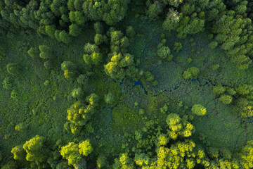wetlands in the summer forest. view from the drone.