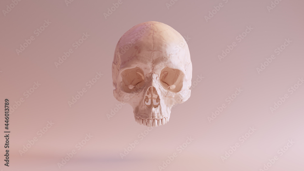 Flesh Coloured Human Female Skull Medical Anatomical Front 3d illustration render - obrazy, fototapety, plakaty 