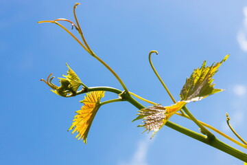 vine on a background of sky in the garden on a summer day