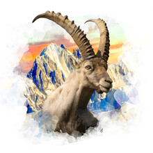 Mountain Goat On A Mountain