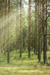  summer landscape in forest background panorama nature summer season landscape trees