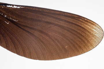 Close-up detailed macro shot of a dragonfly wing. Image of an insect wing.