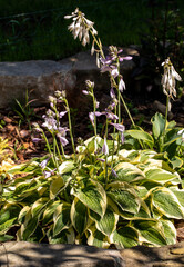 Poster - Beautiful plant host in the flowerbed in the garden