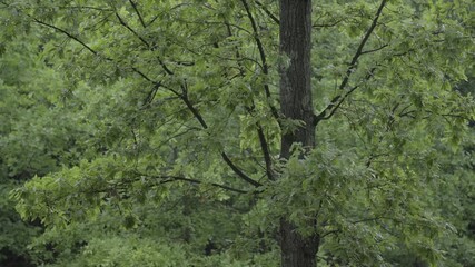 Wall Mural - Rain in the oak forest