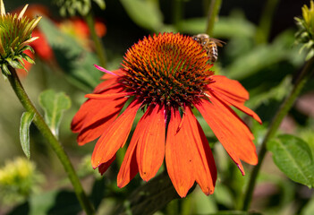 Poster - Flowers of  Echinacea - an herb stimulating the immune system