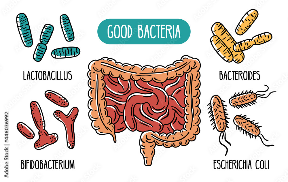 Vector infographics of the human gut microbiota. Good bacteria of the ...