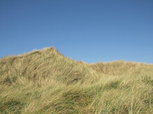 Dune Overgrown By Marram Grass Or European Beachgrass In Sylt, Germany