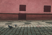Pigeons On The Street, Shades Of Red, Colorful Wall