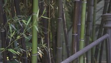 Kyrielle De Bambous Filmée Fluidement Avec Un Trépied 