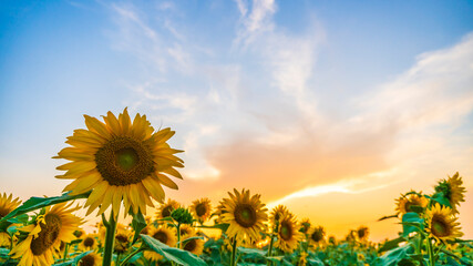 Wall Mural - a sunflower field at sunset