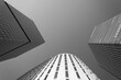 Modern skyscrapers in black and white