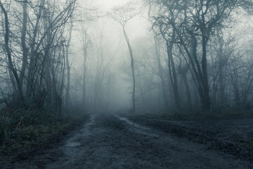Wall Mural - A muddy, path through a spooky, eerie forest. On a mysterious foggy, winters day. 