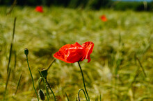 Poppy Blossom In Grain Field