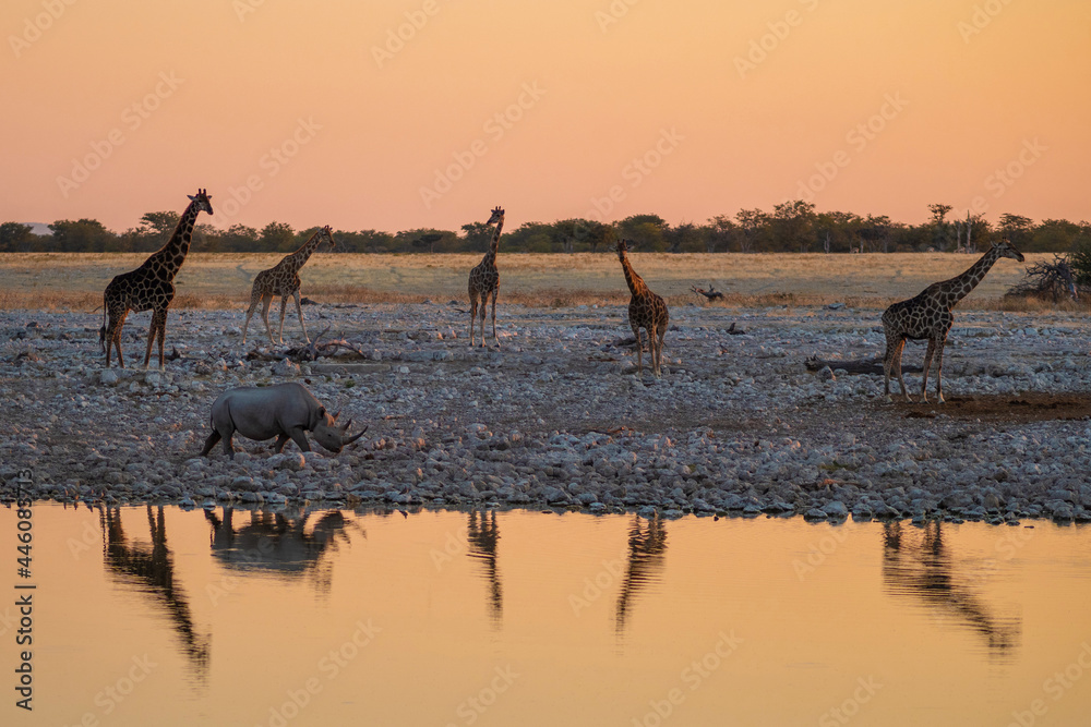 A black rhino and a herd of giraffes approach a waterhole at sunset in Etosha National Park, Namibia, Africa.  - obrazy, fototapety, plakaty 
