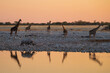A black rhino and a herd of giraffes approach a waterhole at sunset in Etosha National Park, Namibia, Africa. 