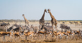 Fototapeta Zwierzęta - Wild animals congregate around a waterhole in Etosha National Park, northern Namibia, Africa. 