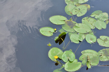 Yellow flowers of a water plant on a sunny day. Summer. Day.