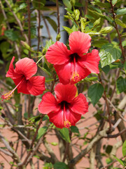 Canvas Print - Hibiscus rosa-sinensis | Chinesische Roseneibisch oder Zimmer-Hibiskus. Schön blühender tropischer Kleinstrauch mit leuchten kräftigen Rote blumen und grünen und glänzenden Blättern