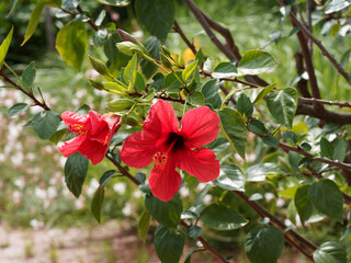 Canvas Print - Hibiscus rosa-sinensis | Chinesische Roseneibisch oder Zimmer-Hibiskus. Schön blühender tropischer Kleinstrauch mit leuchten kräftigen Rote blumen und grünen und glänzenden Blättern