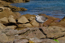 Baby Seagull On The Rocks
