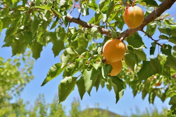 closeup on apricots growing in the tree under blue sky