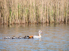 Egyptian Goose, Alopochen Aegyptiaca, Mother Swimming With Six Young Goslings In Lake, Netherlands